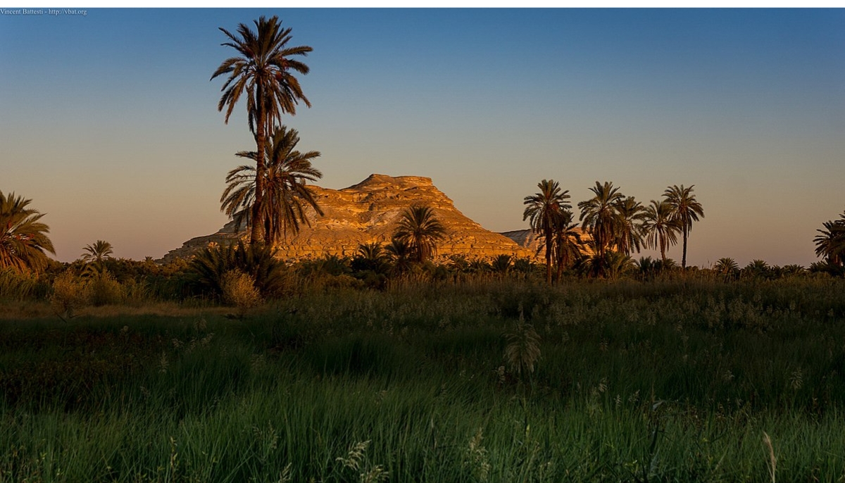 Sunset at Maraqi, on date palms in front of Jārī inselberg, Siwa oasis (Egypt, Libyan Desert)